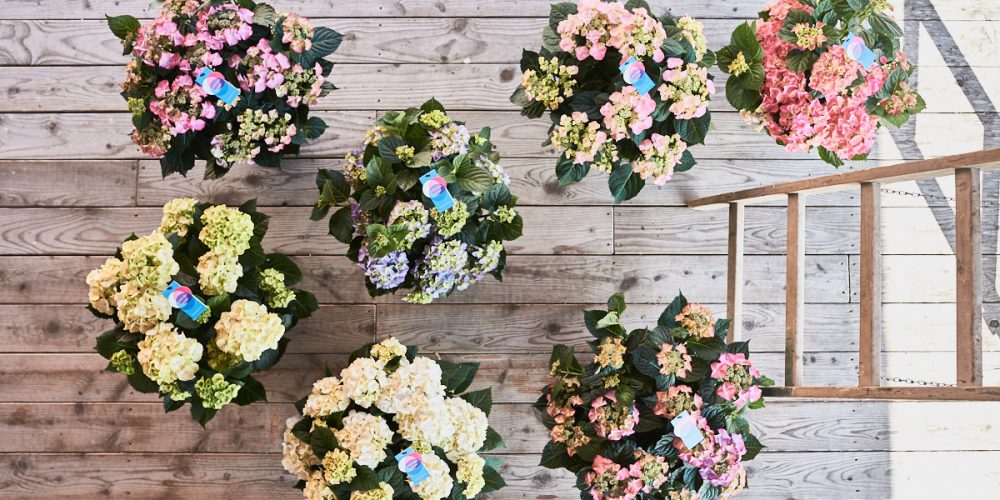 werbefotografie_blumenhandel_sigmaringen_bodensee_moderne_fotografie