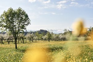 Werbefotografie, People Fotograf in Sueddeutschland, Bodenseekreis, fuer authentische Marken und Fotoreportagen, Obstblüte bis zur Obsternte, Firmenportrait